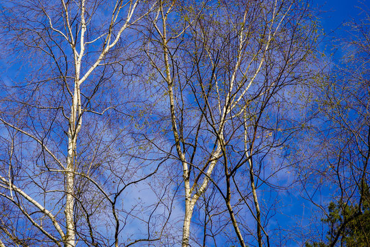 Trunks of white birch on a background of bright blue sky in early spring