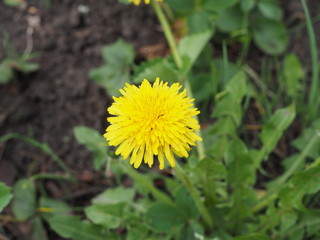 Dandelion on green background. Spring flowers on the ground