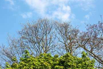 Trees and blue sky in spring