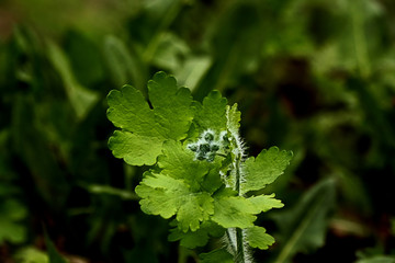 green leaves of a tree
