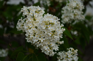 Branch with spring blossoms lilac flowers, blooming floral background.