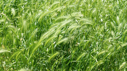 Grass swaying in the wind