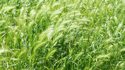 Grass swaying in the wind
