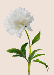 graceful peony image in a beige background