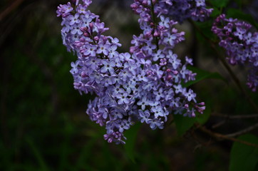 Fototapeta premium Branch with spring blossoms lilac flowers, blooming floral background.