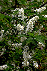 white flowers in a garden