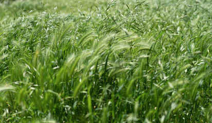 Grass swaying in the wind