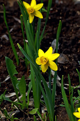 daffodils in spring
