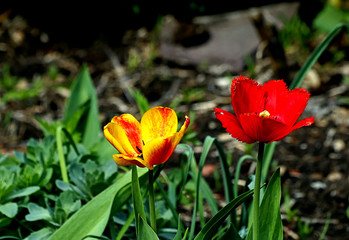 red and yellow tulips
