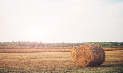 hay bales in the field