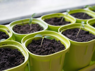 Very small sprouts from tomato seeds that sprouted in a pot on a windowsill. Shallow depth of field