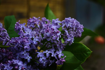 Branch with spring blossoms lilac flowers, blooming floral background.