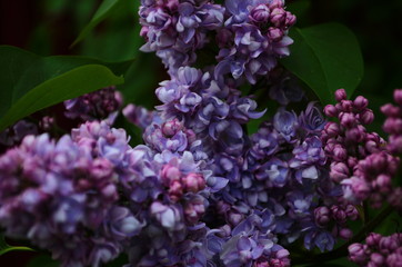 Branch with spring blossoms lilac flowers, blooming floral background.