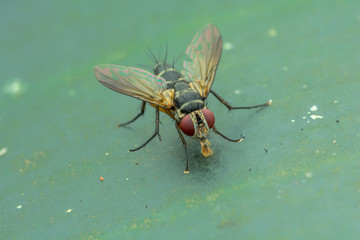 Housefly (Musca domestica) on green leaves - nature marco photography