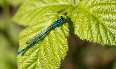 Azure damselfly (Coenagrion puella), beautiful small damsefly found in Europe. Insect commonly found at ponds and swamps. Macro insect photography.