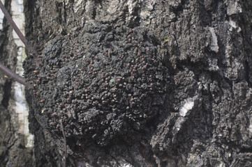 Burl on birch tree trunk, close up