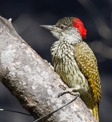 Female Golden-tailed woodpecker Kruger Park South Africa