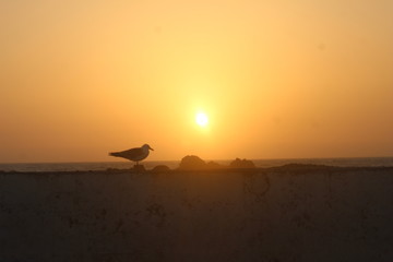 暮れゆく港町(エッサウィラ<モロッコ>)を背に羽を休める１羽の鳥