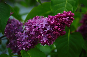 Branch with spring blossoms lilac flowers, blooming floral background.