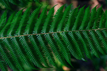 Dark green fern in thailand national park