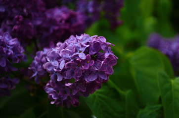 Branch with spring blossoms lilac flowers, blooming floral background.