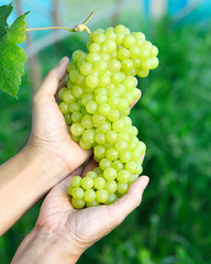 Naklejka na ściany i meble hand holding fresh grape tending in vineyard.Green grapes are grown on organic farms.