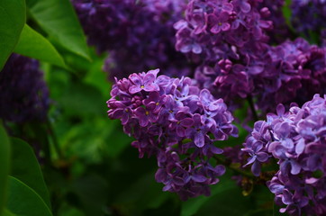 Branch with spring blossoms lilac flowers, blooming floral background.