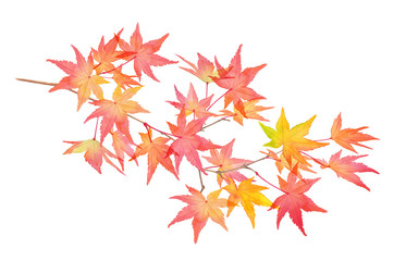 Obraz premium 赤く色づいた秋の紅葉の枝。水彩イラスト。
