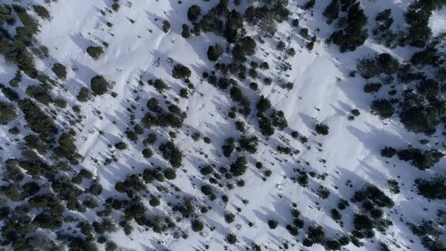 AERIAL DRONE TOP DOWN SHOT OF SNOWED WHITE MOUNTAIN, BLACK PINE TREES AND SHADOWS