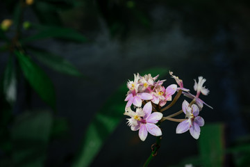Beautiful exotic flower orchid in a greenhouse in Thailand