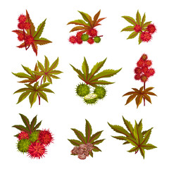 Ricinus or Castor Oil Plant with Green Palmate Leaves and Red Fruit Vector Set