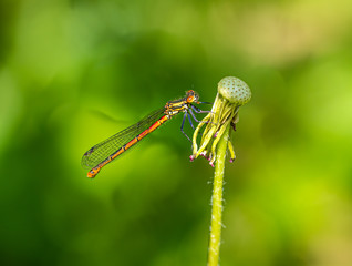 Kleine Pechlibelle (Ischnura pumilio), weiblich, an einer abgeblasenen Pusteblume freigestellt vor natürlichem grünen Hintergrund