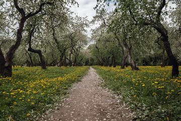 flowering apple trees among a field of dandelions.