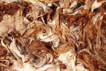 Freshly sheared camel wool flakes