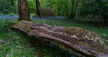 An old fallen oak tree in the woods in Worcestershire UK