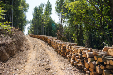 Agriculture and forestry theme. Log stacks along the forest road.