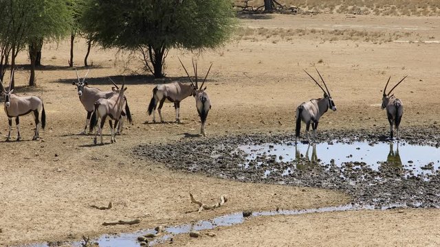 Gemsbok antelopes (Oryx gazella) drinking water at a waterhole, Kalahari desert, South Africa