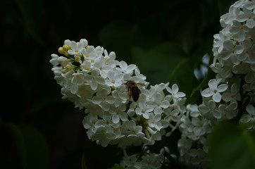 Branch with spring blossoms lilac flowers, blooming floral background.