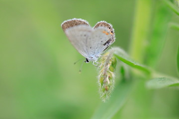 작고 귀여운 부전나비