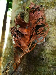 butterfly on a tree