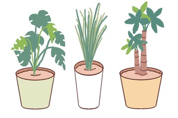 観葉植物