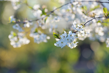 Spring blossom flowers of bird cherry tree