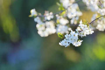 Spring blossom flowers of bird cherry tree