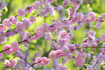 Almond blossom spring background