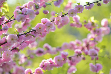 Almond blossom spring background