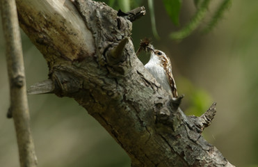 A beautiful Treecreeper, Certhia familiaris, perching on the side of a tree with a beak full of insects which it is going to feed to its babies in a nest nearby.