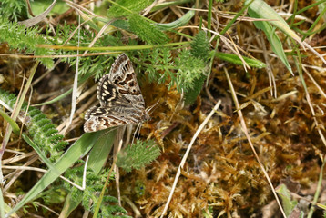A beautiful Mother Shipton Moth, Callistege mi, perching on a plant close to the ground.