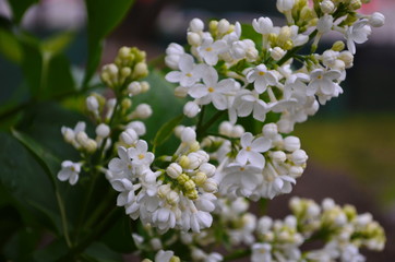 Branch with spring blossoms lilac flowers, blooming floral background.