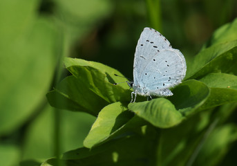 A pretty Holly Blue Butterfly, Celastrina argiolus, perching on a leaf in springtime.