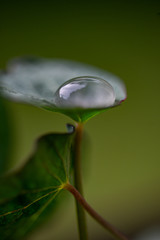 leaf with water drop